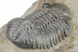 Phacopid (Austerops) Trilobite With Gerastos - Morocco #208941-5